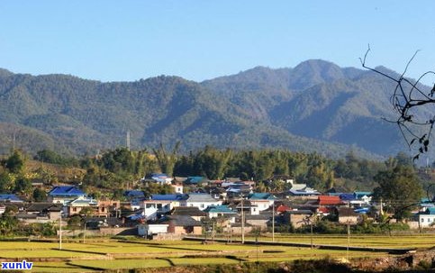 勐腊县莽枝普洱茶-勐腊县莽枝普洱茶产地