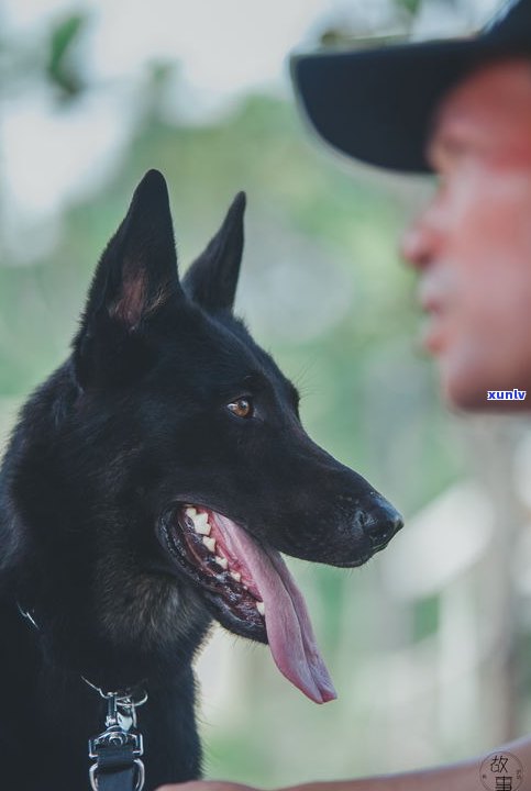 狗能否佩戴玉佩？探讨其适宜性和讲究