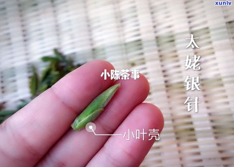 普洱茶全部是白毫-普洱茶全部是白毫的吗