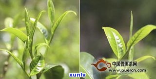 头春头采普洱茶的汤色与特点：与春茶的区别、采摘时间及真正古树普洱茶头春的特性