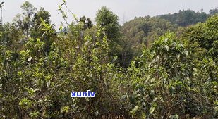 头春头采普洱茶的汤色与特点：与春茶的区别、采摘时间及真正古树普洱茶头春的特性