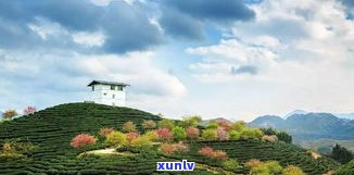 建水云龙山茶庄园：云南建水云龙山茶，云龙山茶叶种植与销售，农业发展公司介绍