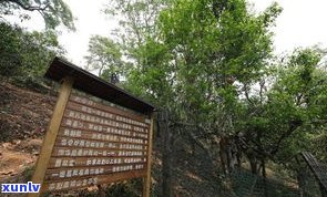 南糯山普洱茶古树-南糯山普洱茶古树茶价格