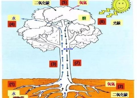 四川熟普洱茶工厂有哪些？了解其分布、品种及生产情况