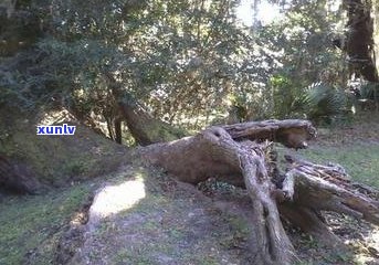 青水峰古树普洱茶图片大全高清欣赏，一神秘水乡风貌