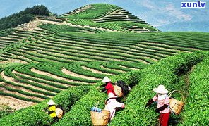 南糯山普洱茶长盒-南糯山普洱茶价位