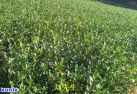 普洱茶茶苗种植全攻略：价格、种植 *** 与养护技巧视频