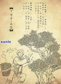 普洱茶做的画贵吗-云南普洱茶插画