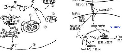 独龙玉成分解析：组成、形成原理与主要构成，佩戴影响身体健康吗？