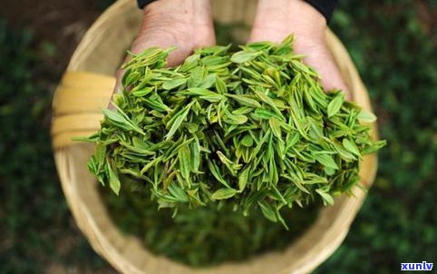 万寿山普洱茶价格-万寿山普洱茶价格表