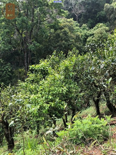 三棵树普洱茶产地在哪里？探究其生长环境与品质特点