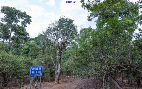 三棵树普洱茶产地-三棵树普洱茶产地是哪里