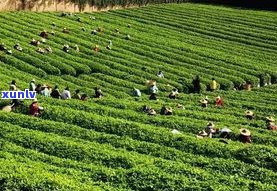梅州产茶的地方在哪里？揭秘梅州最出名的茶叶！