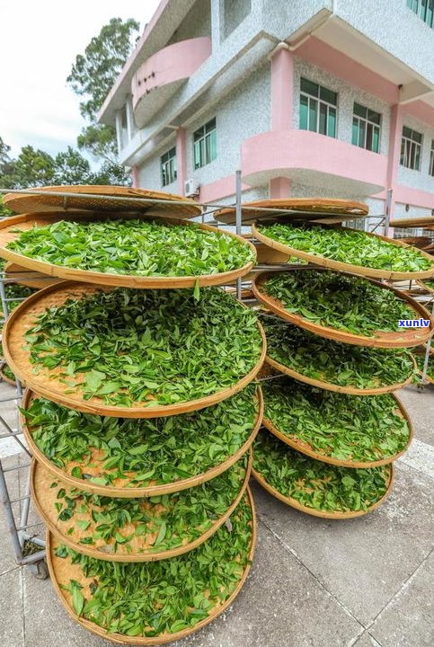 梅州产茶的地方在哪里？揭秘梅州最出名的茶叶！