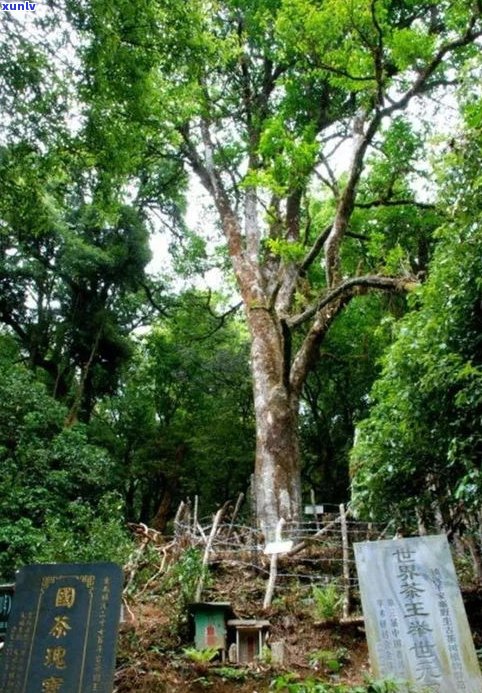 大青树古树普洱茶价格表及图片一览