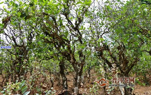 大青树古树普洱茶-大青树古树普洱茶图片