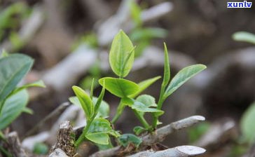 勐海县普洱茶图片-勐海县普洱茶介绍