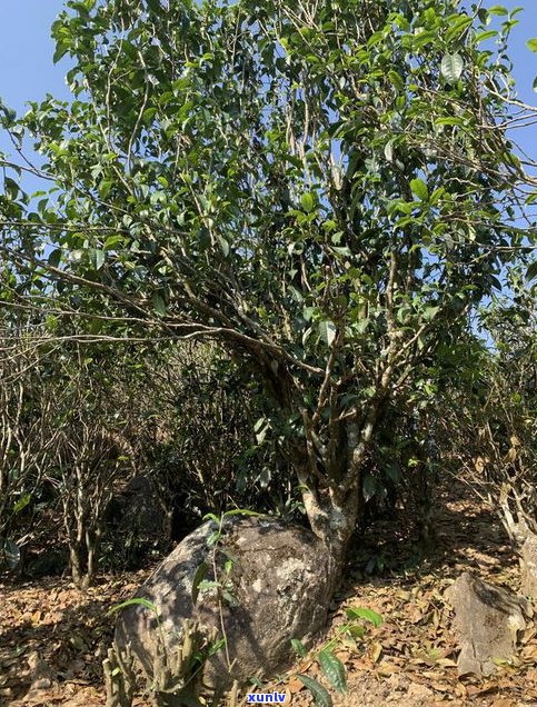 野人谷普洱茶特点详解：古老树种与独特口感的完美结合