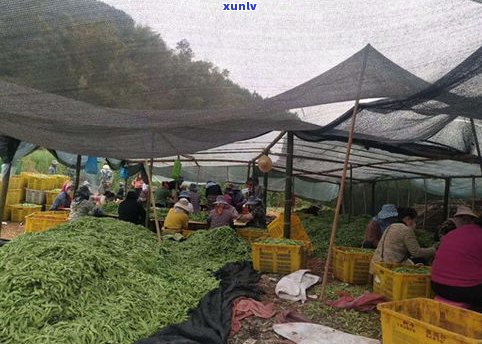 武汉普洱茶生产厂-武汉普洱茶生产厂家