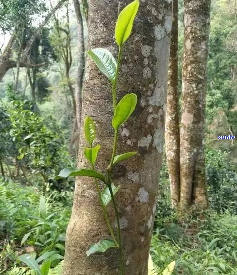 一扇磨古树茶：产地、特点、价格及口感全解析