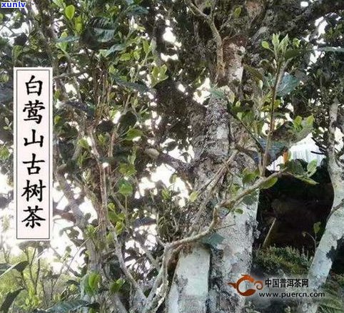 二嘎子普洱茶口感如何？是什么茶树制成，属于哪个系列？好喝吗？