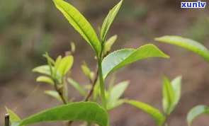 普洱茶：粗叶与细叶的口感比较及如何区分大叶