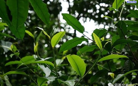 普洱茶：粗叶与细叶的口感比较及怎样区分大叶