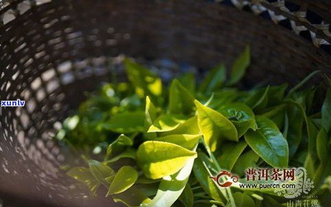 普洱茶：粗叶与细叶的口感比较及如何区分大叶