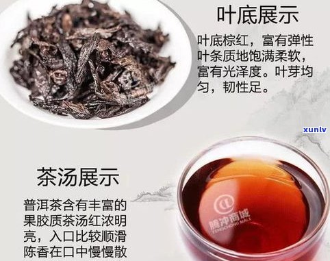 香高持久的普洱茶-香气高的普洱茶