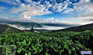 姚家寨普洱茶特点-云南姚家寨