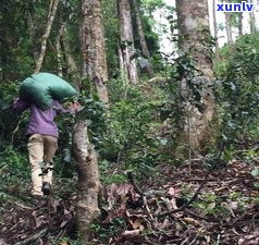 云南安腊山普洱茶：古树茶价格、口感全解析