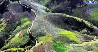 安溪普洱山：探索之一夫人与普洱茶的历史价值，游览茶山风景区