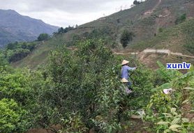 云南大安山普洱茶-云南大安山普洱茶产地