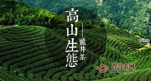 云南小黑山普洱茶：特点、品质与产地介绍