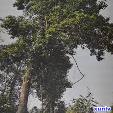 小黑箐普洱茶特点：揭秘云南小黑山古树茶的价格与产地