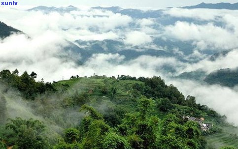 小黑寨普洱茶在哪-小黑寨普洱茶在哪里生产