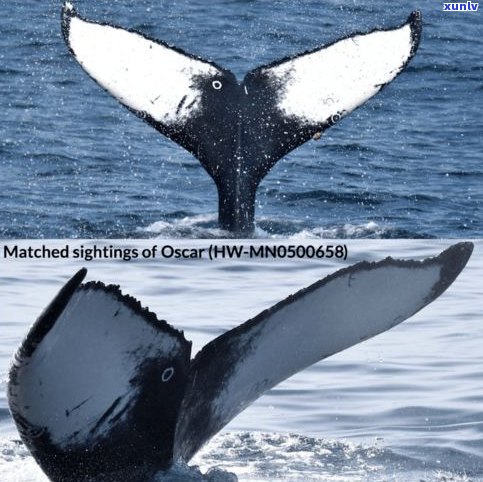 玉石鲸鱼寓意：深度、智慧与力量的象征