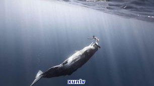 玉石鲸鱼寓意：深海智慧与尊贵