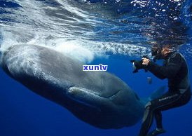 玉石鲸鱼寓意：深海智慧与尊贵