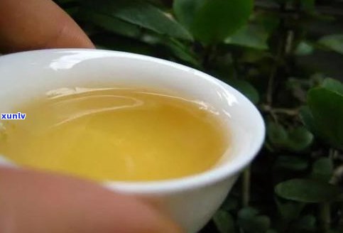 知名普洱茶山头的特点及知识大全