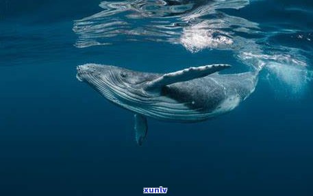 玉雕鲸鱼的寓意：深海力量、智慧与财富的象征