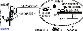 优质普洱茶的形成条件：影响因素与必备要素