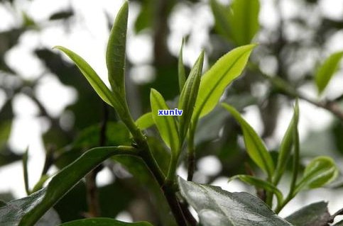 小户赛谷花茶的特点：古树、原生态、口感醇厚，产地云南，属于普洱茶类