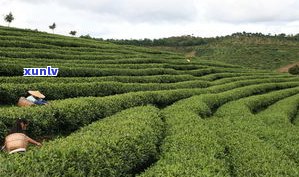 普洱茶吉安的产地在哪里？了解吉安盛产的茶叶品种