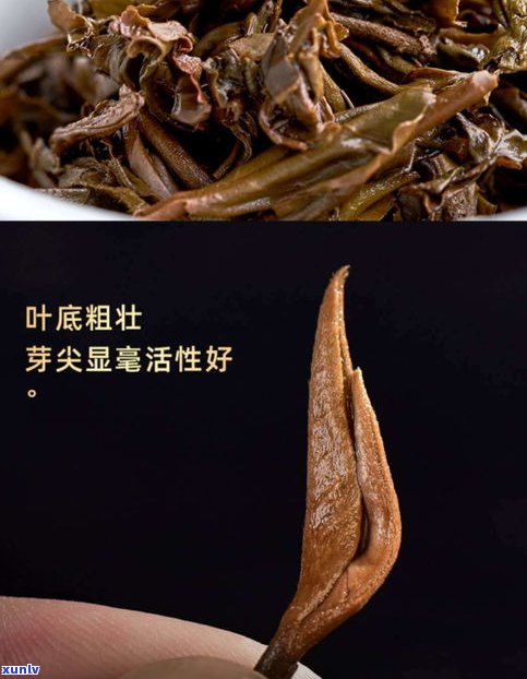 糯香普洱茶饼品牌-糯香普洱茶饼品牌排行榜