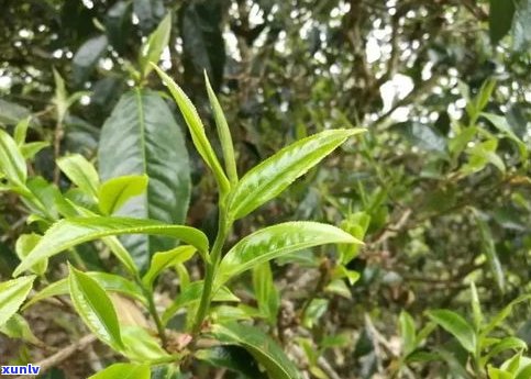 怎样喝大叶普洱茶-怎样喝大叶普洱茶更好