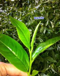 怎样喝大叶普洱茶-怎样喝大叶普洱茶更好