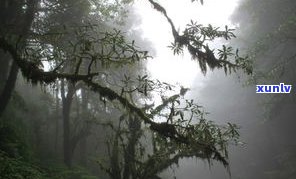 探索哀牢山千年古树茶的独特味道与口感，揭开其所属茶区及特点