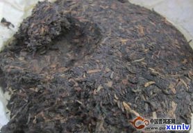 普洱茶里金色虫卵-普洱茶里金色虫卵是什么