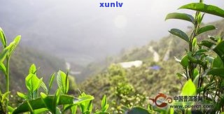 地界普洱茶2020春价格多少？探讨勐库地界古树茶特点与价值